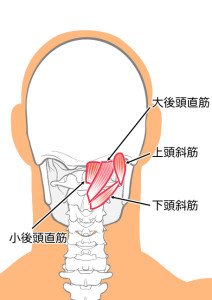 後頭下筋群